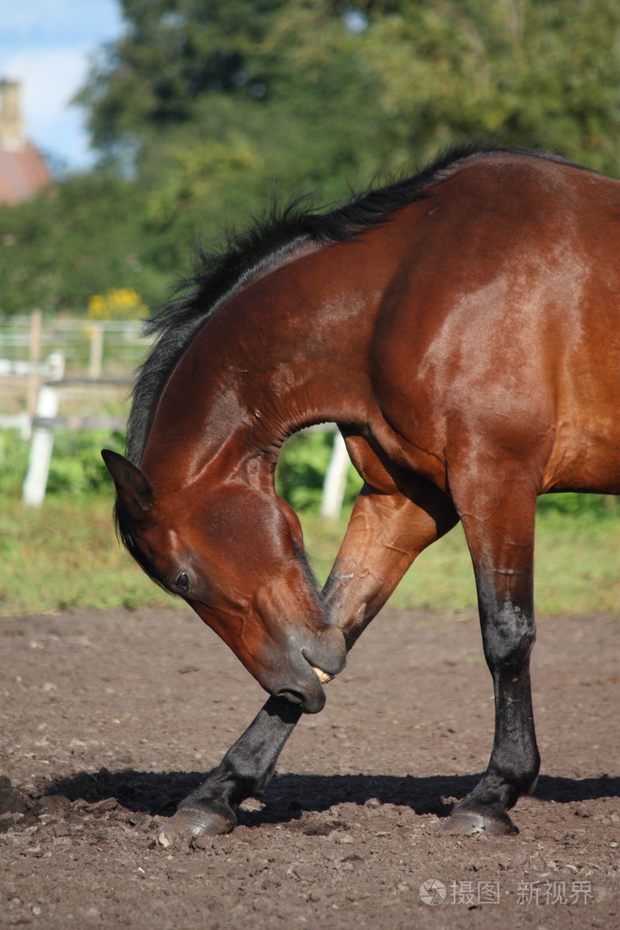 美丽匹棕色的马,自己抓痒