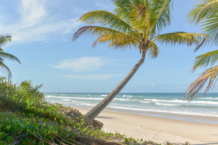 巴西巴伊亚州 Itacare 丰富的海滩植被