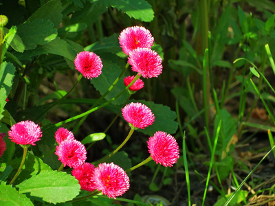 flowerses 的草原