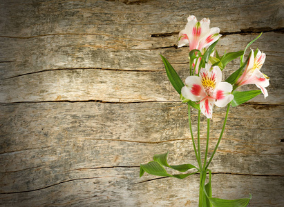 木板背景特写的美丽花朵形象