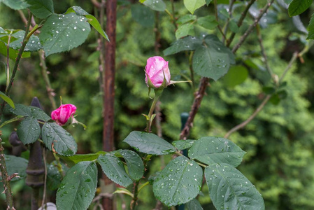 用雨滴打开玫瑰花蕾