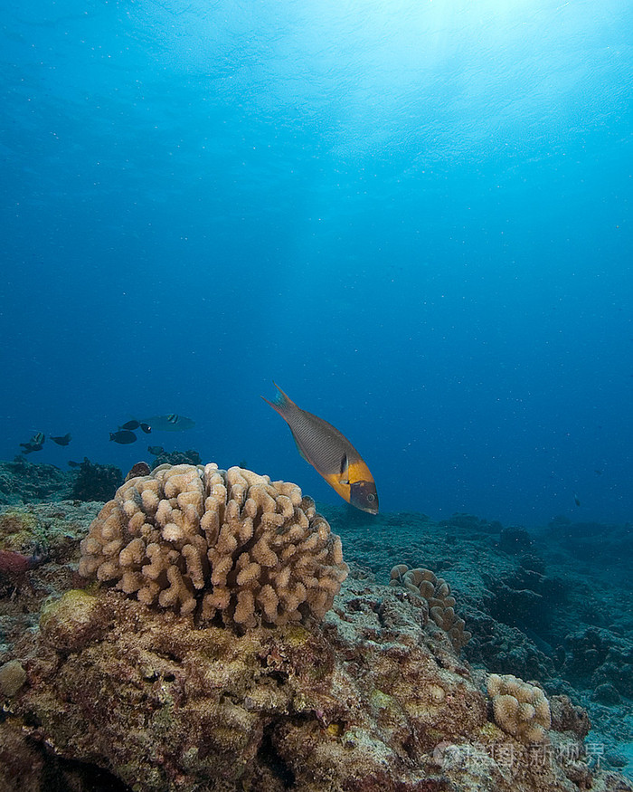 太平洋海洋海洋生物和水下鱼