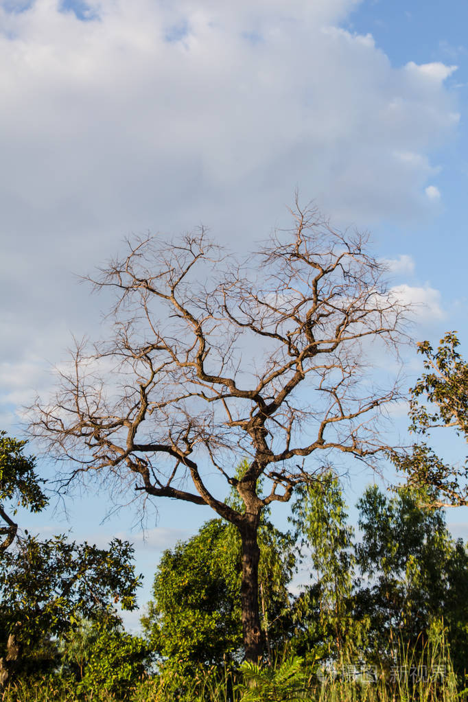 在一片森林中的枯树