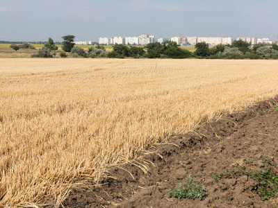 夏热季节小麦的正宗乡村景观收获场