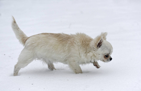 小狗吉娃娃在雪地里玩耍, 在冬天照片