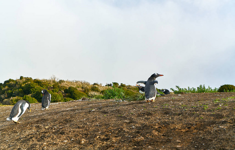 在小猎犬运河岛上的企鹅群。阿根廷巴塔哥尼亚。乌斯怀亚