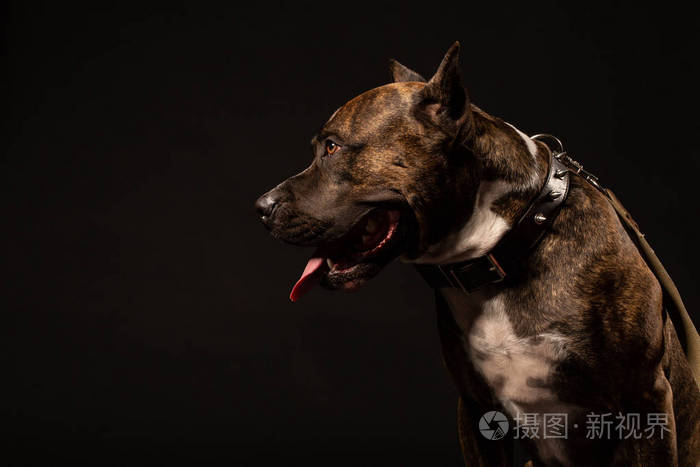 幸福的美国斯塔福德郡猎犬狗的肖像在黑色背景下隔离前视图