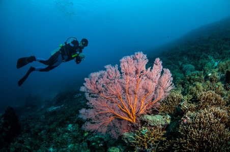 在吉利，龙目岛，努沙登加拉巴拉，印度尼西亚水下照片翅果油潜水员和海扇 Annela 树