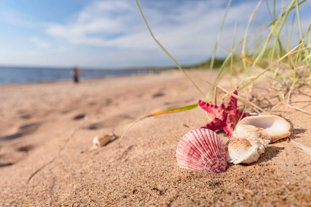 在热带天堂的夏日沙滩上, 在金色的沙滩上有贝壳和海星。宽角度, 复制文本空间