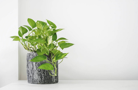 金黄 pothos 或 Epipremnum 补血在客厅的白色桌家庭和庭院