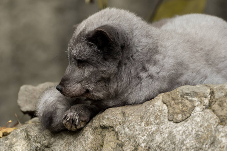 一只年轻的极地狐狸栖息在岩石上