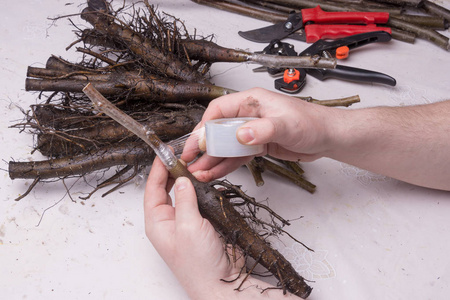 接种植物特写的概念.利用品种移植改良核桃幼苗交配的步骤照片