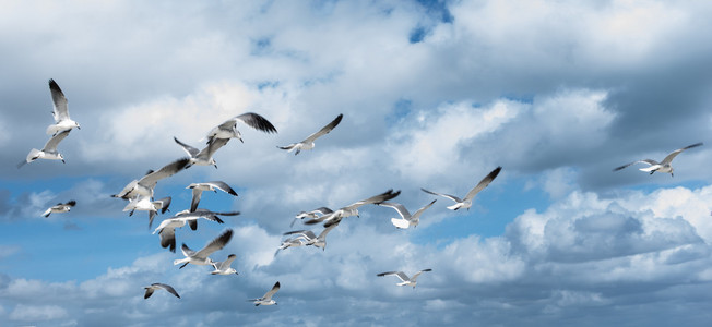 空中迈阿密在天空中自由飞翔的海鸥照片