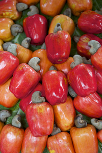 新鲜成熟的红色巴西菇腰果果子图片