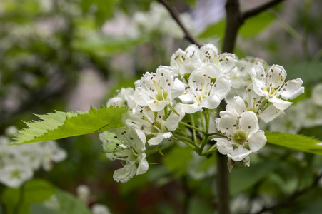 山楂裙带菜中国 hawberry 枝白开花春季