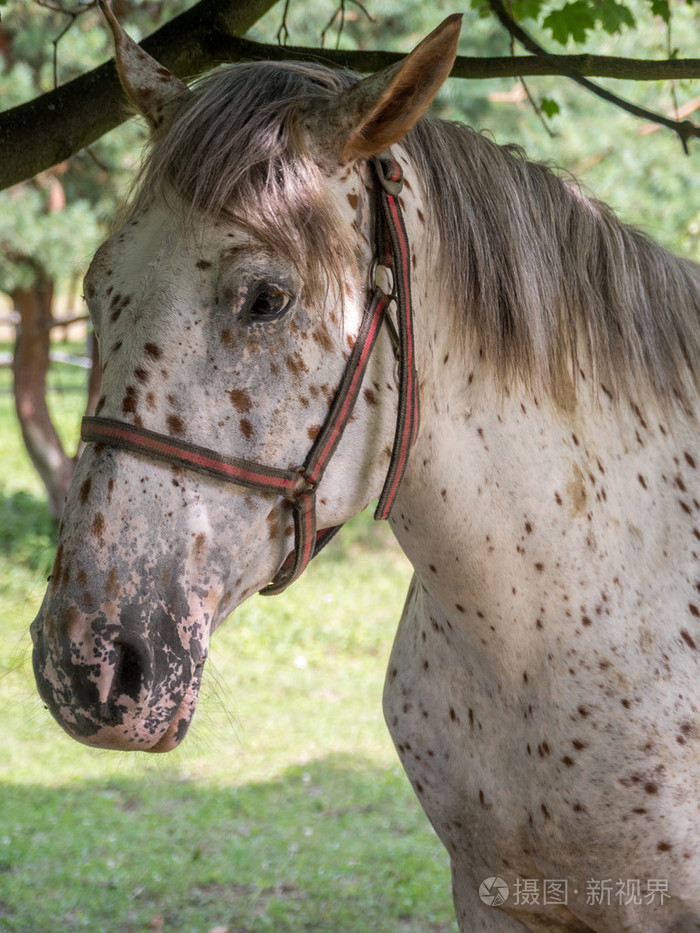 斑点的马t00iteenagerydr06eníhlavy