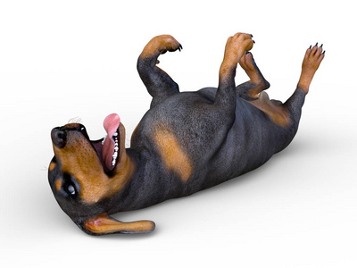 Dachshund3d 的 Cg 渲染