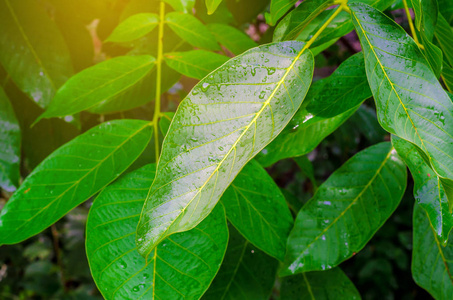 雨后的绿叶和水滴