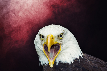 美国之鹰的头图片