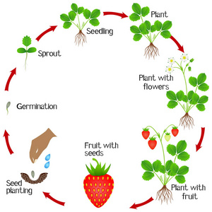 在白色背景的草莓植物的生命周期