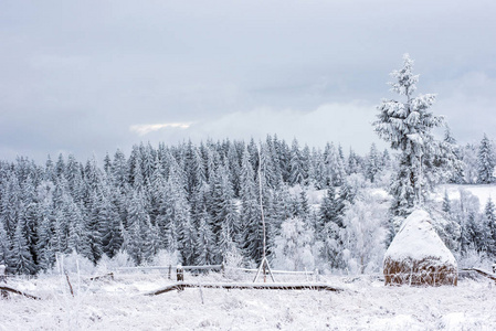 美丽的冬天风景与雪在树