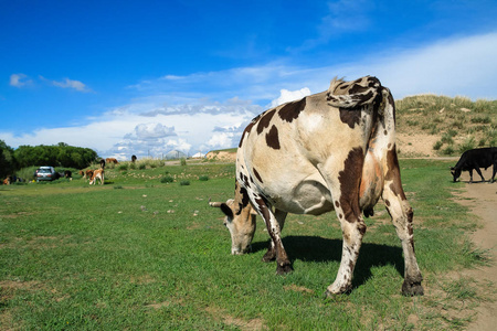 健康放牧水牛蒙古