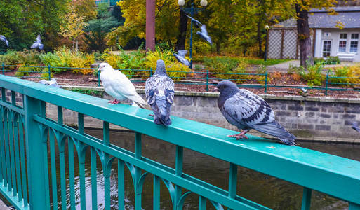 站在绿色铁路桥上的鸽子