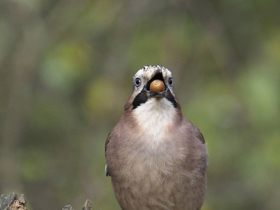 jay, garrulus glandarius, 单人与橡子, warwickshire, 2018年10月