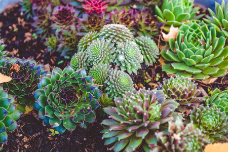 肉质植物在锅里。花为花园。仙人掌