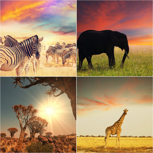 非洲野生动物园图片