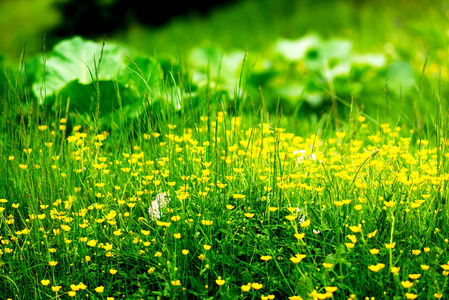 山草甸绿色茂盛的草中的黄色野花
