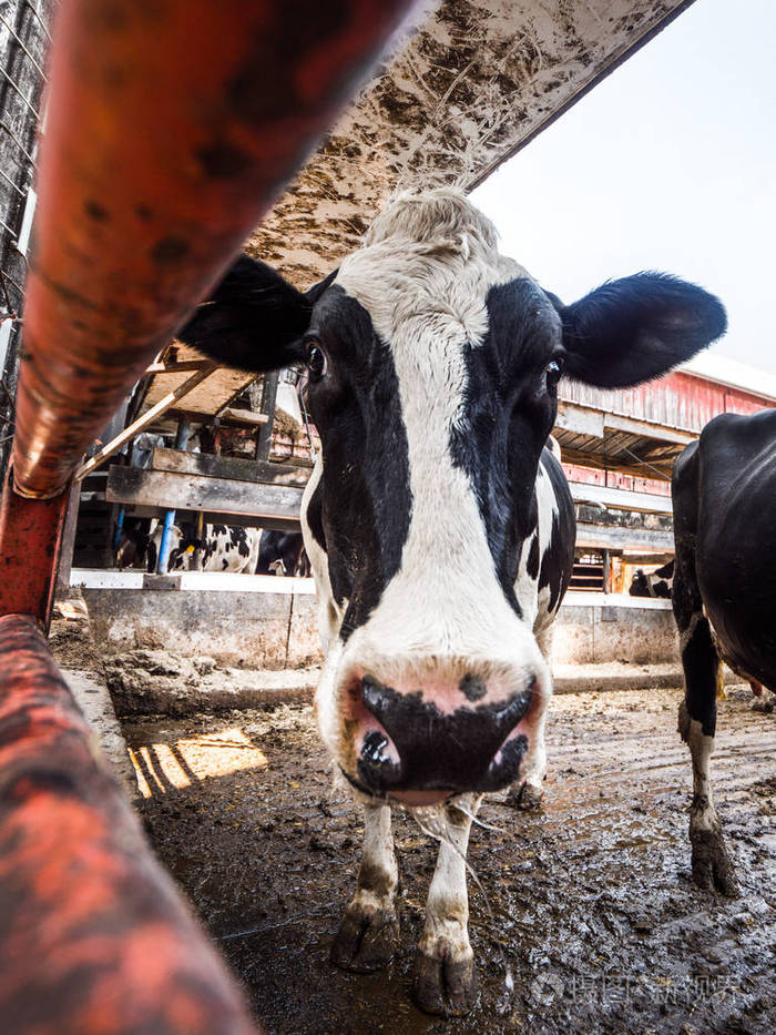 一只黑白黑白花牛 friesian 奶牛通过一个生锈的风化橙色水平金属门在