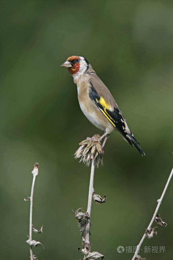 金翅雀黄雀黄雀