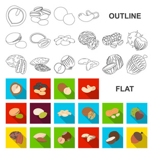 不同种类的螺母平面图标集合中的设计。坚果食物矢量符号库存 web 插图