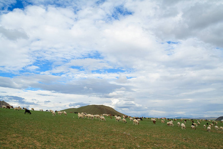 山羊牧场放牧蒙古