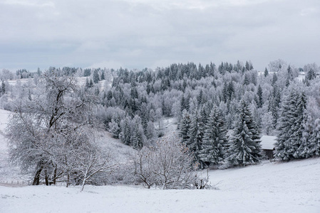 山上覆盖着雪和霜的冷杉树图片