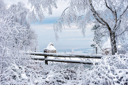 冬季乡村景观雪覆盖的树木和丘陵