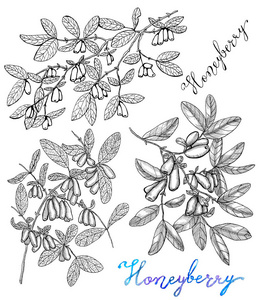 浆果在设计图片-浆果在设计素材-浆果在设计插画-摄图新视界