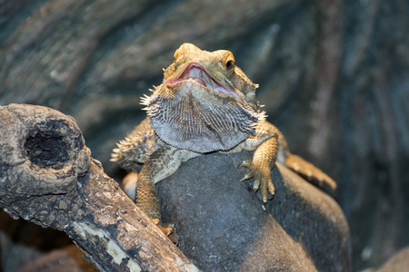 内陆长须龙(pogonavitice ps)照片