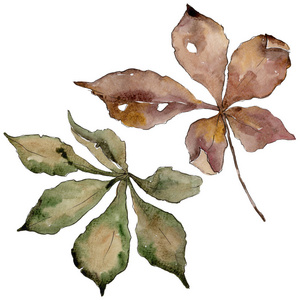 秋栗叶。叶植物植物园花叶。背景纹理包装图案框架或边框的水彩画叶