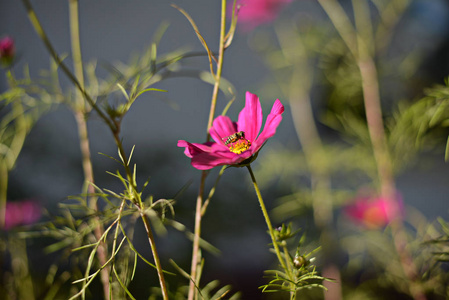 七花瓣花紫色粉红色红色紫色颜色