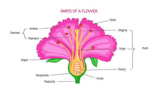 花生物图的部分, 向量例证图画以教育方案