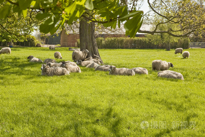 在春天牧场知足的羊