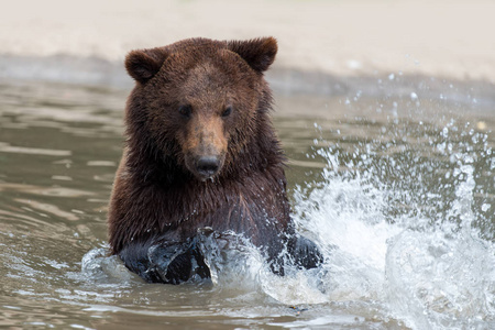 棕熊 厄休斯 arctos 在水中游泳
