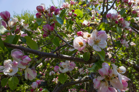 在阳光明媚的日子里, 在深蓝色的天空下, 苹果花在一棵树上绽放着独特的色彩
