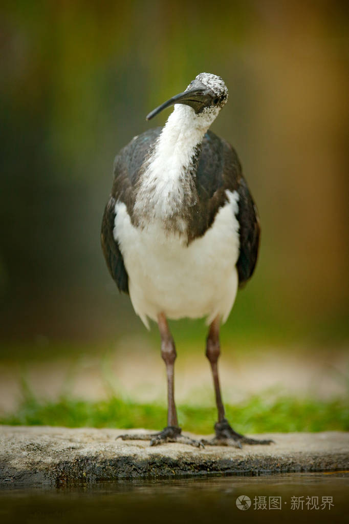 草颈宜必思酒店,threskiornis spinicollis,澳大利亚详细的鸟画像.