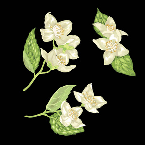 茉莉花树枝以写实设计风格在黑色背景上设置矢量图形插图