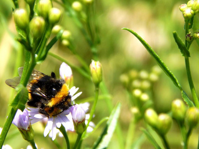 又大又肥的大黄蜂坐在一朵花上