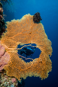在 Derawan，加里曼丹，印度尼西亚水下照片的海扇的洞中的潜水员