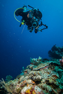 潜水员图片 crocodilefish 以 Derawan，加里曼丹，印度尼西亚水下照片